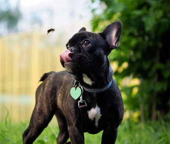 what happens if a dog eats a bee or wasp