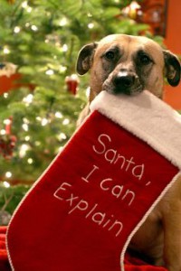 Happy Howlidays! Four-legged BFF Gifts