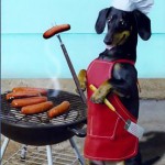 dog chef