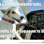 dog pilot