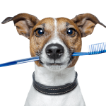 dog toothbrush