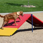 A-Frame Storey Bark Park