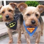 Hero Dogs