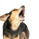 barking_in_dogs_1