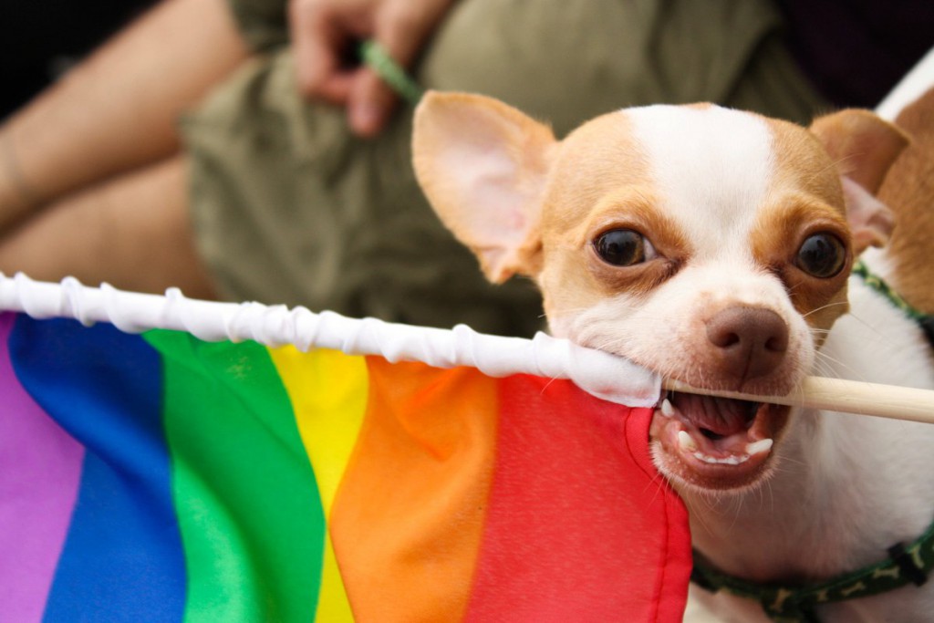 puppy pride - Dog ON It Parks Blog