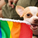 puppy pride