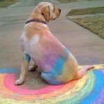 rainbow-chalk-dog-1400