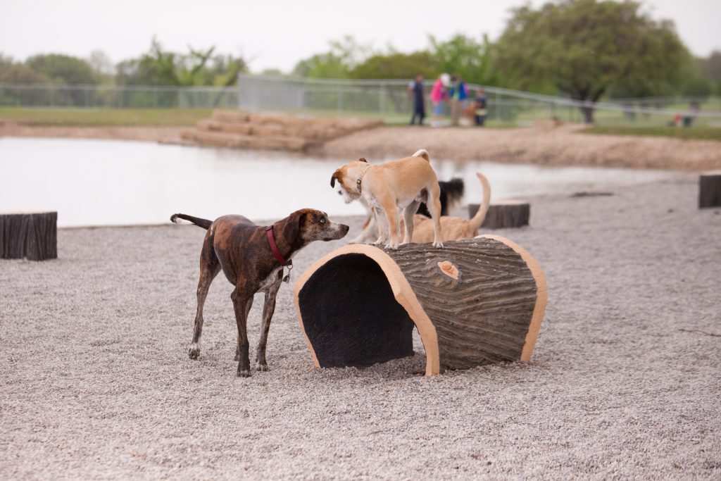 shy-dogs-dog-parks