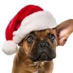 Cute french bulldog with santa hat