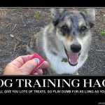 dog training