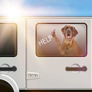 Hot Car Hero: Dog Rescue Tips