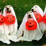 Dogoween