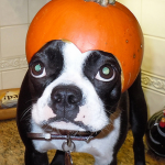 pumpkin head