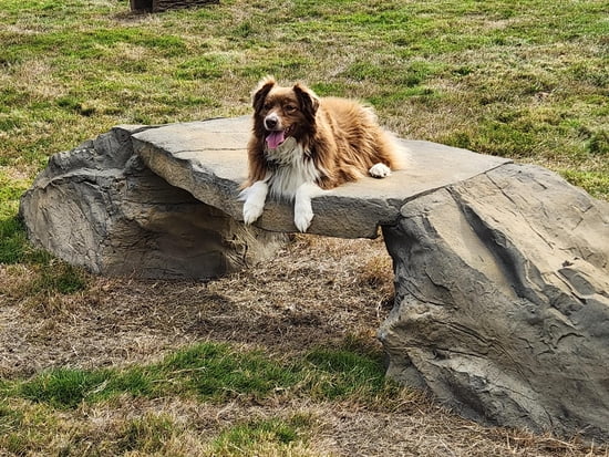 NatureDog™ Canine Crossing