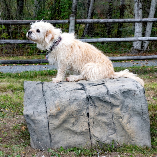 NatureDog™ Small Boulder