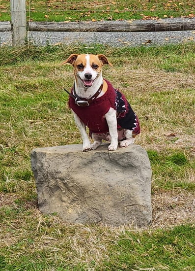 NatureDog™ Medium Stepping Stone