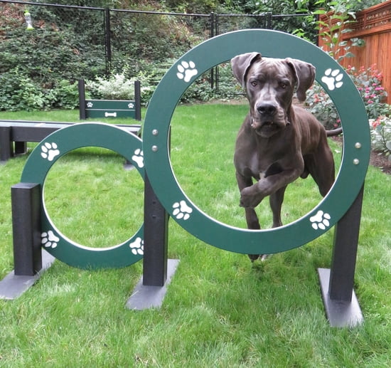 EcoDog Double Hoop Jump