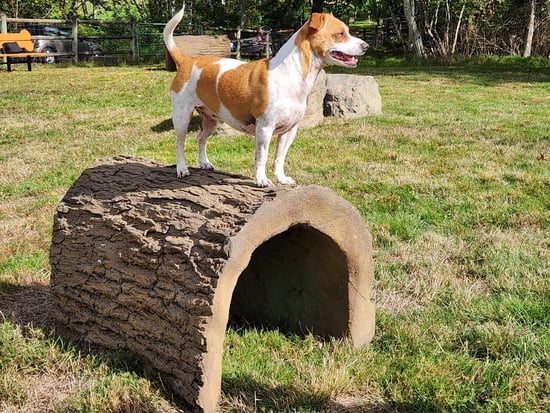 NatureDog™ Terrier Tunnel