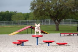 Agility Walk (Set of 5)