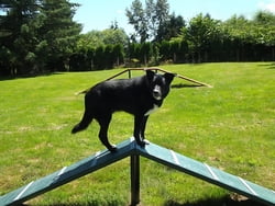 Canine Courtyard™ Dog Park Agility Corgi Climb