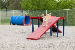 Dachshund Double Ramp