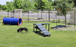 Dachshund Double Ramp