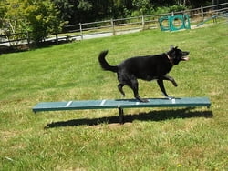 Scottie Seesaw