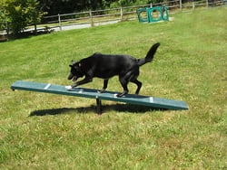 Scottie Seesaw