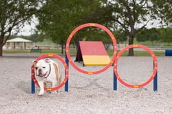 Husky Triple Hoop