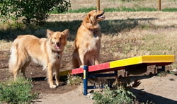 Teeter Totter