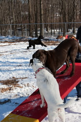 Dog Walk Ramp