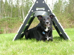 Collie Crawl