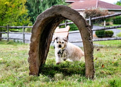 NatureDog™ Dog Through the Log