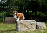 NatureDog™ Small Boulder