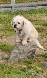 NatureDog™ Small Stepping Stone