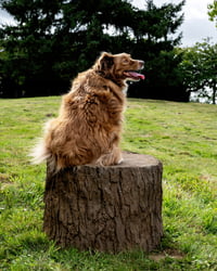 NatureDog™ Big Stump Jump