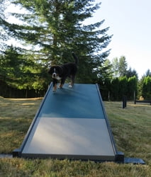 EcoDog™ Dog Park Agility EcoDog A-Frame (Large)