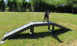 EcoDog Dog Walk Ramp (Small)