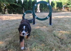 EcoDog Double Hoop Jump