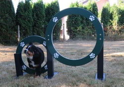 EcoDog Double Hoop Jump