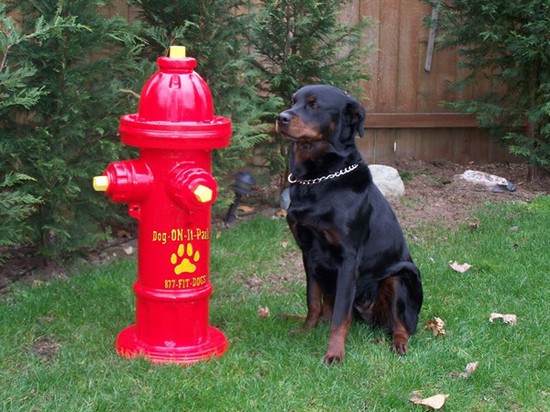 Fire Hydrant