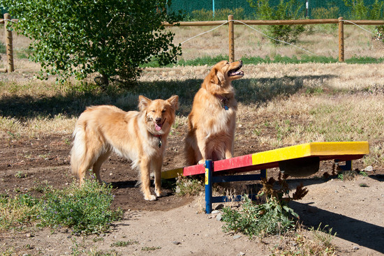 Dogs Playing on Agility Teeter Totter