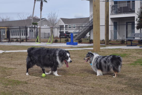 Dual Dog Watering Station