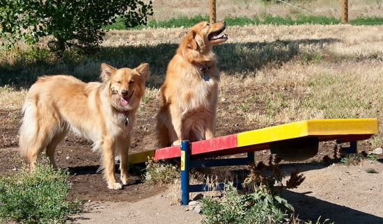 Dog Playground Teeter Totter