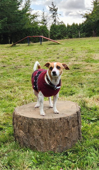 NatureDog™ Little Stump Jump