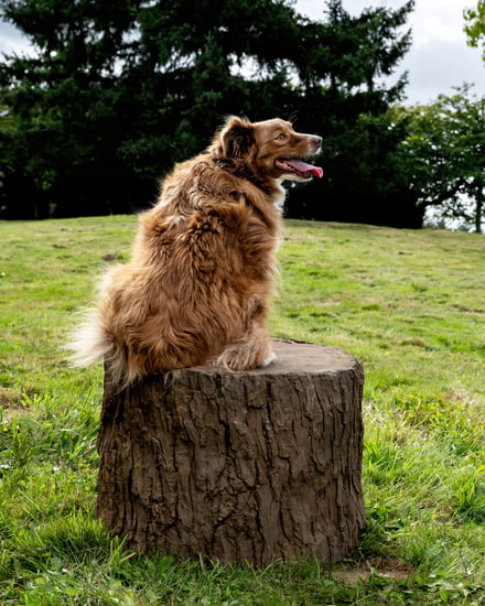 NatureDog™ Big Stump Jump