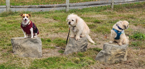 NatureDog™ Stepping Stones (Set of 3)