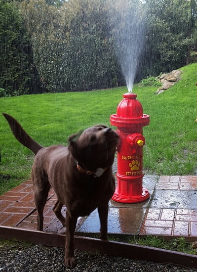 Top Spray Fire Hydrant for Dog Parks