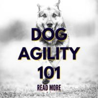 Dog Agility 101