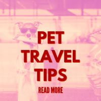Pet Travel Tips